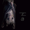 Fledermaus's picture