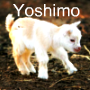 Yoshimo's picture