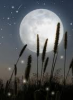 TwilightFirefly's picture