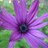 Kellaris's picture